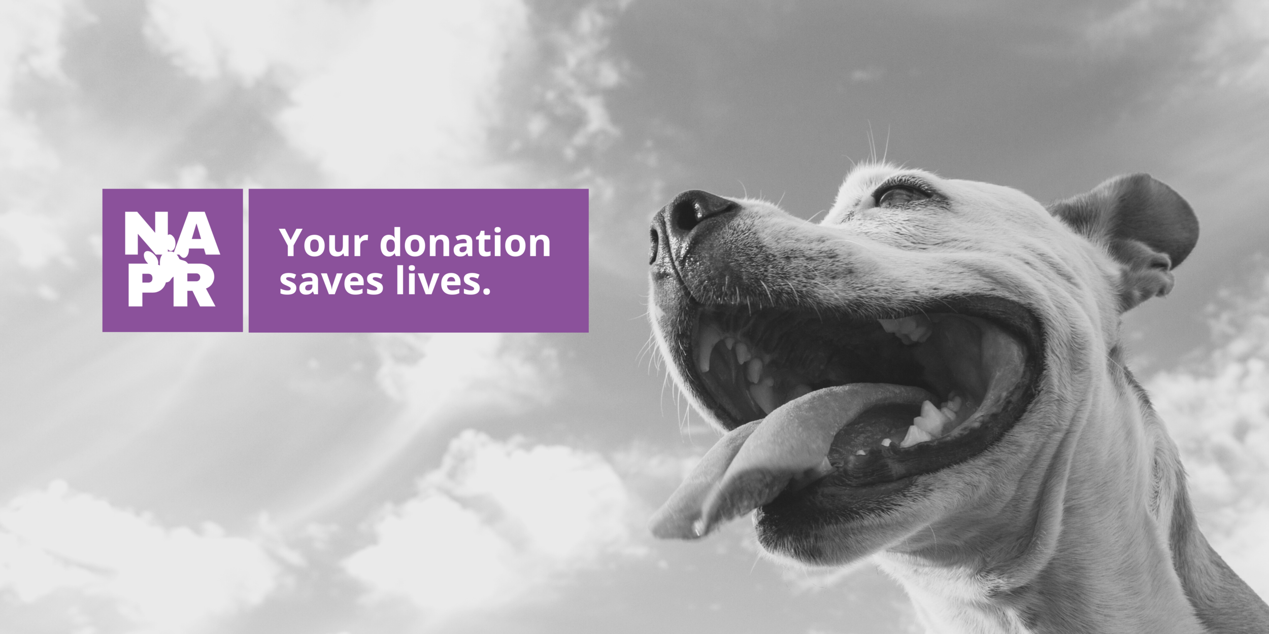 Best animal rescue 2024 websites